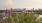  flowers on rooftop with city skyline in the background J Malden Center apartments on Orange line Boston 